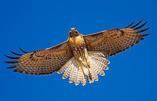 red-tailed-hawk-i