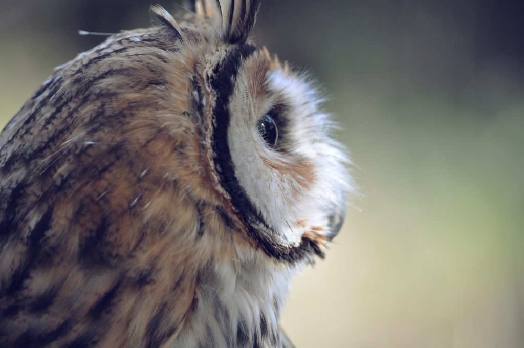 2015-04-Life-of-Pix-free-stock-photos-owl-bird-nature-head-photostockeditor